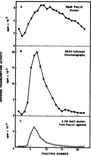 FIG. 2. poly(G) Elution of R-MuLV reverse transcriptase from a poly(U)-Sepharose column