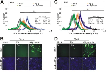 FIG 5 Flow cytometric (A and C) and microscopic (B and D) analyses of ROS production in RV-infected Vero (A and B) and A549 (C and D) cells using thehydrogen peroxide-sensitive probe DCF-DA