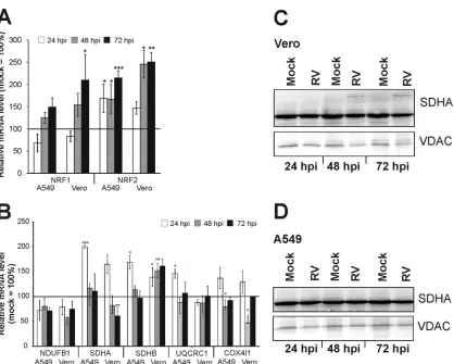 FIG 6 mRNA expression analysis of mitochondrial biomarkers (A and B) and protein expression analysis of a complex II subunit (C and D) in RV-infected Veroand A549 cells