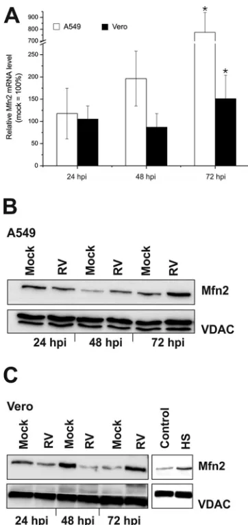 FIG 7 Effect of RV infection on the mRNA and protein expression level ofMfn2 in A549 and Vero cells