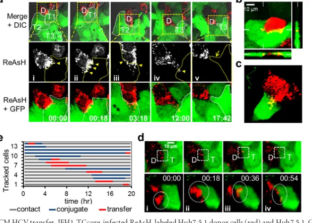 FIG 8 Characterization of recombinant JFH1-TCcore HCV. (a) JFH1-TCcore recombinant HCV clone