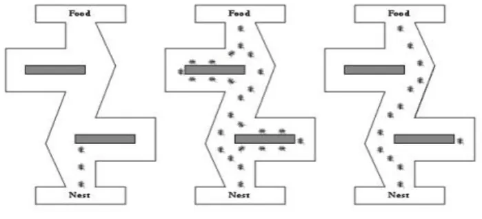 Fig 1: General structure of Ants from its Nest to its Food   