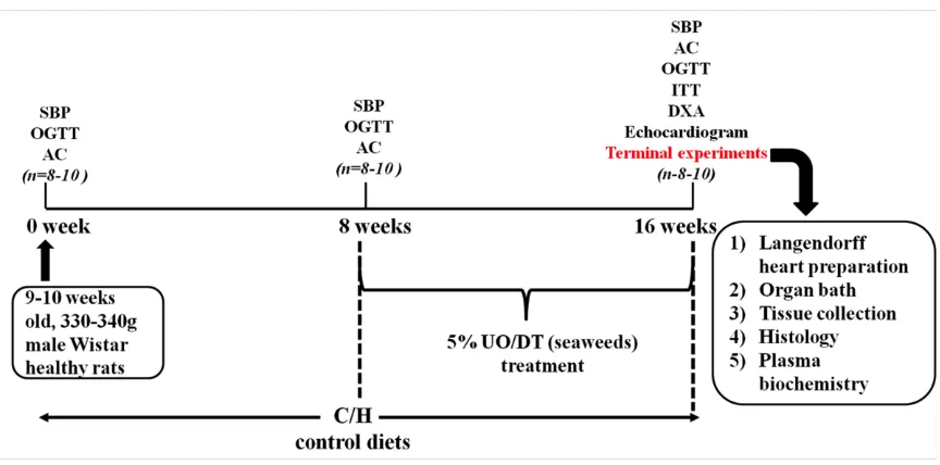 Figure 5. Outline of the experimental protocol for measurements on rats. SBP, systolic blood pressure; OGTT, oral glucose tolerance test; AC, abdominal circumference, ITT, insulin tolerance test; DEXA, dual energy X-ray absorptiometry; UO, Ulva ohnoi; DT, 