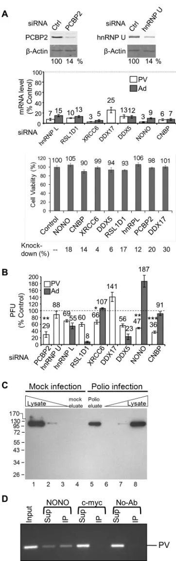FIG 4 Depletion of host proteins found to interact with PV RNA has animpact on PV ampliﬁcation