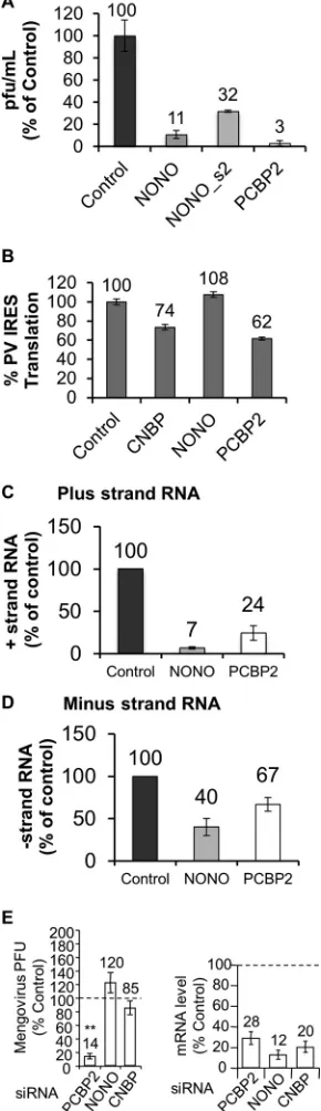 FIG 5 Knockdown of NONO or CNBP affects PV replication or translationscrambled control, NONO, or PCBP2 siRNAs