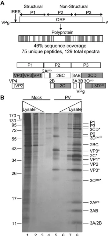 FIG 2 PV proteins identiﬁed by TUX-MS. (A) The PV genome encodes a