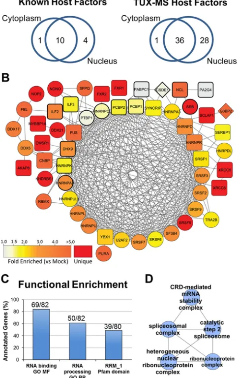 FIG 3 Functional analysis of known and putative host factors reveals sharedcellular functions in nucleocytoplasmic shuttling, spliceosome assembly, andpre-mRNA editing