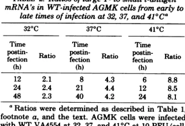 TABLE 2.mRNA's Ratios of large T- to small t-antigen in WT-infected AGMK cells from early tolate times of infection at 32, 37, and 41C°Ca