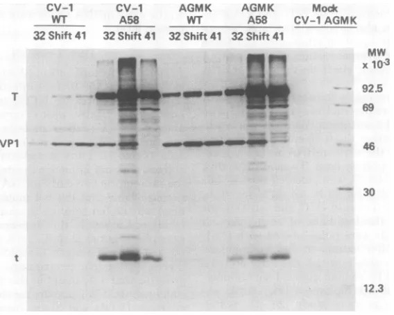 TABLE 3.proteins Ratios of large T- to small t-antigen in WT- and tsA58-infected cells at variousincubation temperaturesa