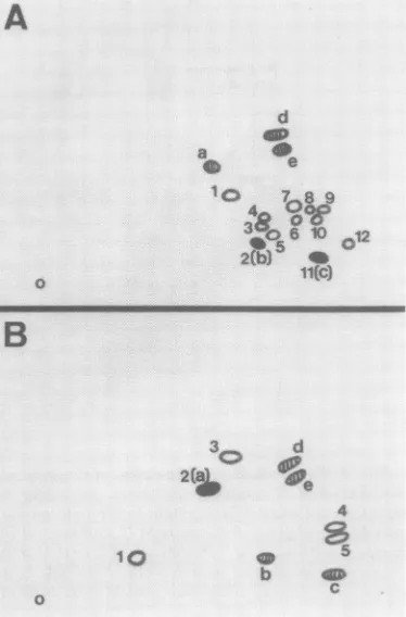 FIG. 11.peptideofFeLVdimensionalnine-labeledtrypticshown.derivedand(0)Tryptic McDonough Schematic drawing depicting relatedness FeSV P170 [35Slmethionine-labeled peptides to those specific to FeLVPrl809'', p30, and Gardner FeSV P115