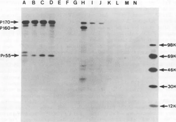 FIG.1.plOMolecularspecificityminkovalbuminoftatedFeL Immunoprecipitation and SDS-PAGE analysis ofpolyproteins encoded by the McDonough strain V