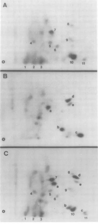 FIG. 8.publication).fromnine-labeledandonine-labeledpeptidesM.Fig.tionnormalP170Donoughasincludedand11, described Comparison of McDonough FeSV P170 mink cellular P150 with respect to [35Slmethio- tryptic peptide composition