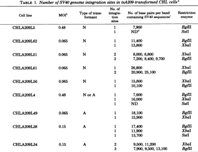 TABLE 1. Number ofSV40 genome integration sites in tsA209-transformed CHL cellsa