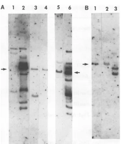 FIG.**.:.o::.#ornmedcell(A) patterns BglI lines_ 3. Hybridization of transft digested with SV40 DNA one-cut and TaqI digestions of3T3 rat cellIenLanmes.