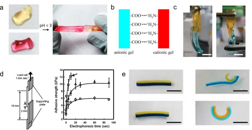 Figure 1.8.  Examples of electrostatic hydrogel adhesion (a) Ionized acryloyl-6-aminocaproic acid hydrogels at pH=7.4 (left) heal in low pH solution pH < 3 (right).89 (b) Salt-linkages at the interface of anionic and cationic gels.90 (c) Images of samples 