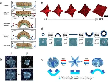 Figure 1.9.  Examples of multilayer hydrogel actuators (a) Illustration of the response mechanism of a typical bilayer gel actuator in solution.99 (b) Encapsulation of yeast cells by star-like thermo-responsive bilayer actuators.101 (c)  Self-folding hydro