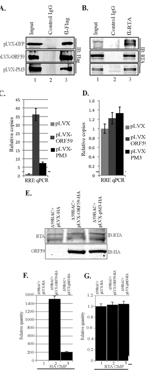 FIG 7 (A) ORF59 PM3 was defective in binding tocells were transfected with RTA-GFP, the 8088sc-expressing plasmid (whichcontainsFlag, or pLVX-PM3-Flag