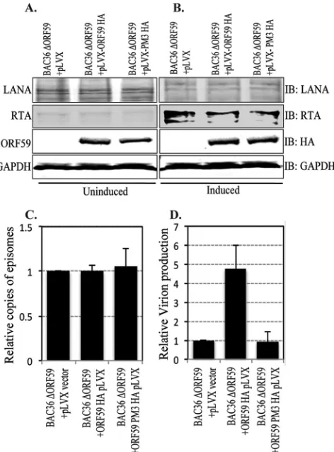 FIG 9 The ORF59 PM3 mutant of KSHV is defective in virion production. (A