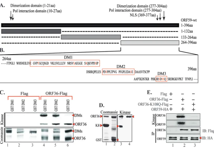 FIG 3 ORF36 phosphorylates ORF59 between aa 376 and 379. (A) Results of KinasePhos program analysis identifying possible phosphorylation sites on ORF59showed speciﬁc phosphorylation of ORF59 with ORF36-Flag (lane 2) but not with the Flag vector (lane 1)