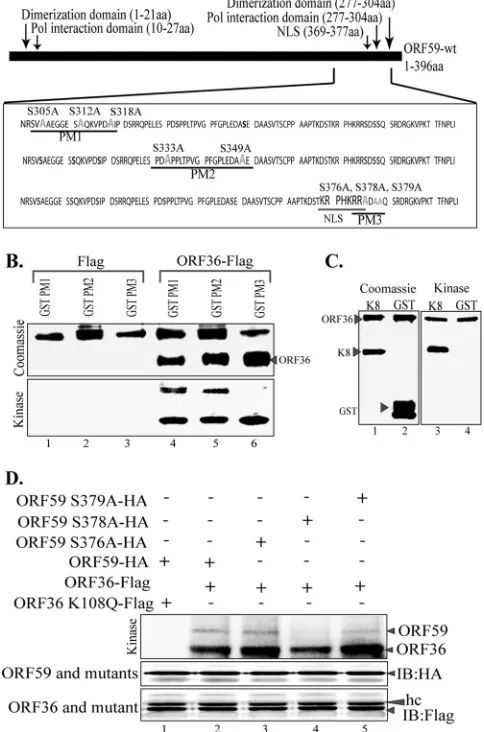 FIG 4 ORF36 phosphorylates ORF59 at Ser376, Ser378, and Ser379. (A) Sche-matic of ORF59 point mutants (PM1, PM2, PM3) used in the identiﬁcation ofspeciﬁc phosphorylation targets by ORF36 kinase