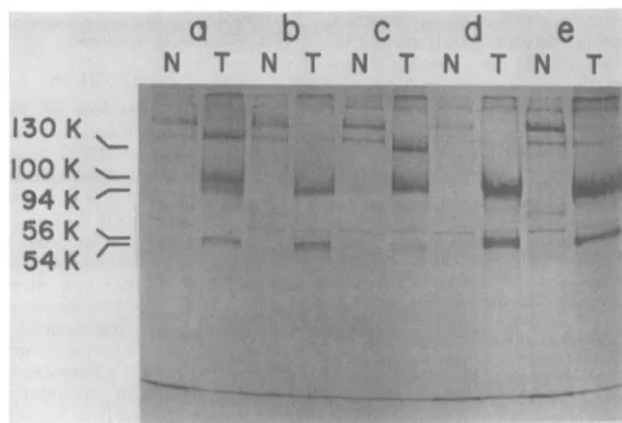 FIG. 1.gelfilm.formedmethionine.molecularincubation11A8,transformed Acrylamide gel electrophoresis ofproteins immunoprecipitated from various lines of SV40-trans- cells: labeled proteins precipitated with either normal (N) or anti-T (T) hamster serum from 