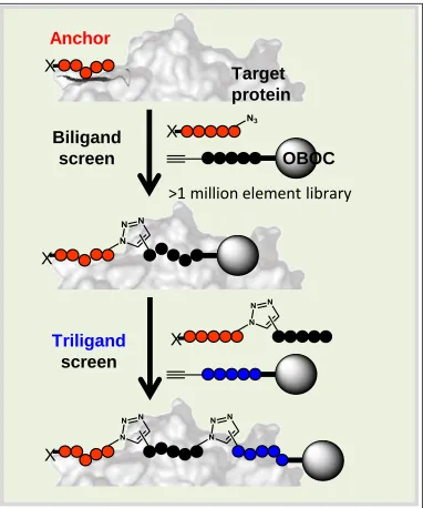 Figure 2-1: Iterative In Situ Click Screening Core Technology.  An anchor ligand that binds to the protein target can be appended with a click handle