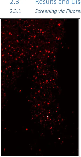 Figure 2-4: Image of Hit Beads on GenePix Microarray Scanner.  The bright white beads are saturating the fluorescence and are considered “hits” above the background TentaGel auto fluorescence