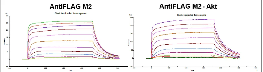 Figure 2-7: SPR Data from Akt Biligand. Data from Steve Millward’s Akt Biligand Capture Agent