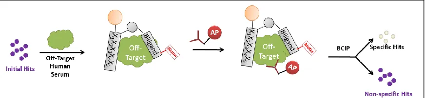 Figure 2-8: Sample Anti-Screen Step.  The target hits are stripped of target, decolorized, and incubated with an off-target or general interferent such as human serum