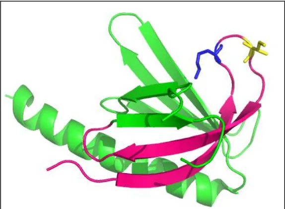 Figure 3-6: Design of Screening Target Epitope:  PH Domain (green) with highlighted screening target epitope (pink)