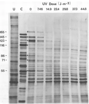 FIG.1.postinfection.daltons.werethe Effect of UV irradiation on HSV-1 early gene expression