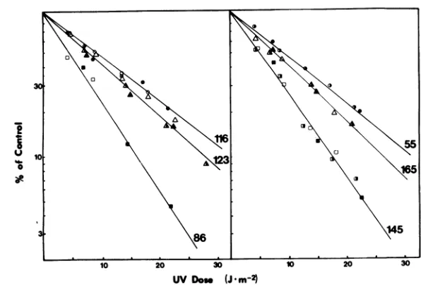FIG. 2.pointsdeterninedordinatecalculatedRelative rates of early protein synthesis as a function of UV dose