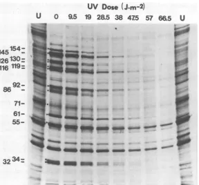 FIG. 4.polypeptideofexperiments UV Relative rates of synthesis of viral polypeptides, synthesized in the presence of ara-A, as a function dose