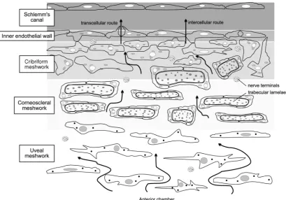Fig. 1.3.  Schematic diagram of the conventional outflow pathway. 