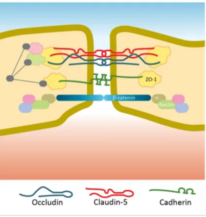Fig. 2.2. Diagrammatic representation of the tight junction complex of the iBRB. 