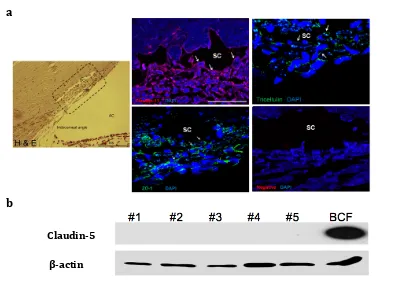 Fig. 2.7. Tight junction detection in the outflow tissues of the Africa green 