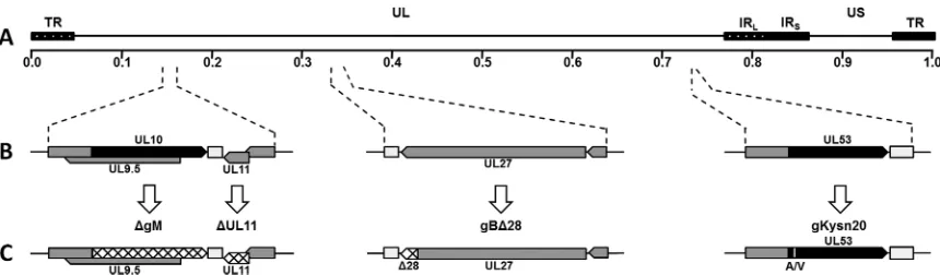 FIG 1 Schematic representation of mutant viruses. (A) Prototypic arrangement of the HSV-1(F)-YE102 genome with the unique long (UL) and unique short(US) regions ﬂanked by the terminal repeat (TR) and internal repeat (IR) regions