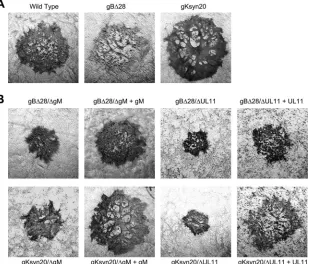 FIG 2 Plaque morphology of mutant viruses in comparison to HSV-1(F)-YE102. Conﬂuent monolayers of Vero cells were infected with wild-type and mutantviruses at an MOI of 0.0001 and immunohistochemically stained at 48 hpi using polyclonal anti-HSV rabbit ser