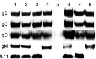 FIG 4 Replication kinetics of the wild-type and mutant viruses. Conﬂuent Vero cell monolayers were infected with each virus in triplicate at either a low MOI(0.2) (A) or a high MOI (3.0) (B), and viral titers were obtained by plaque assay on Vero cells at 