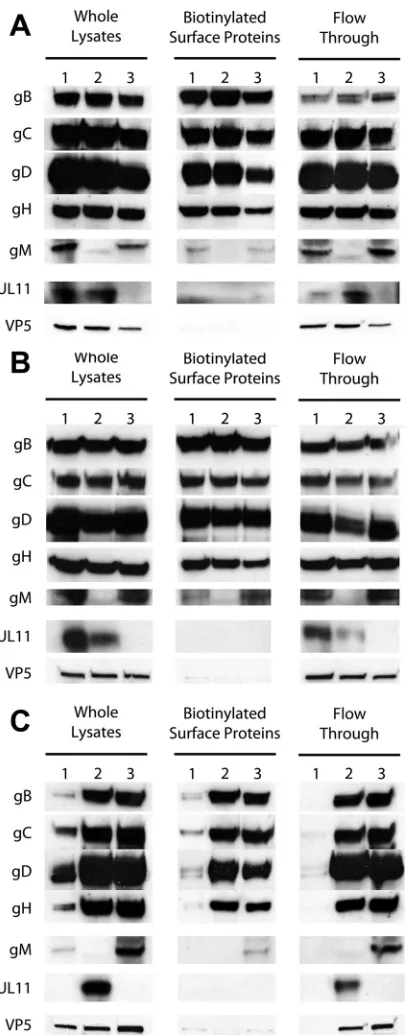 FIG 7 UL20 protein interacts with gM in virus-infected cells. Vero cell mono-layers were infected with HSV-1(F) or HSV-1(F)-YE102-VC1 (having UL20protein tagged with the 3�FLAG epitope and gK tagged with the V5 epitope).Cellular extracts were prepared at 2