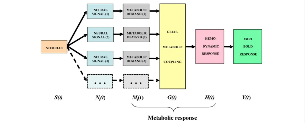 FIGURE 3 | Block diagram of the main processing stages that lead up to the BOLD signal