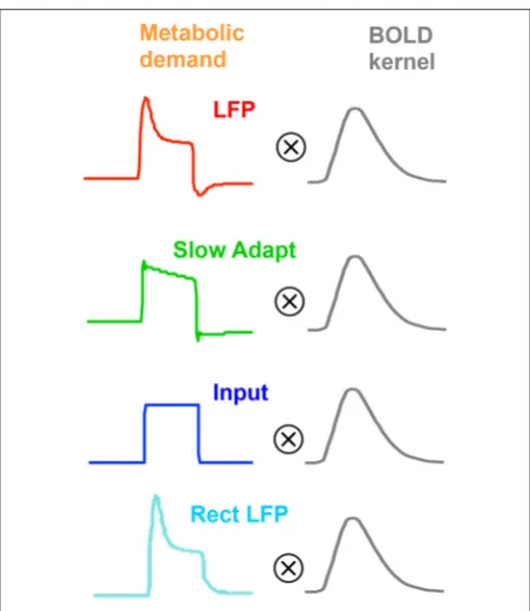 FIGURE 5 | Four plausible models of the BOLD response characteristicthrough linear convolution with various metabolic response kernelhypotheses.
