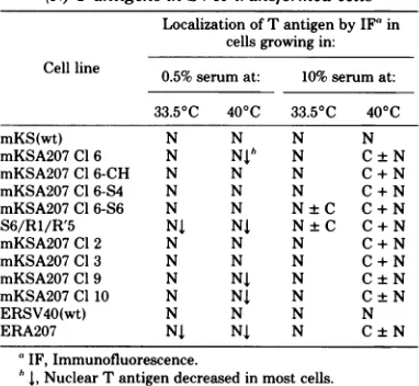 TABLE 2. Presence of cytoplasmic (C) or nuclear(N) T antigens in SV40-transformed cells