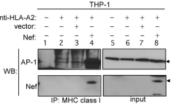FIG 7 Immunoprecipitation and Western blot analysis of MHC-I HLA-A2and AP-1 or Nef in untransduced THP-1 cells or THP-1 cells transduced withNef or control vector