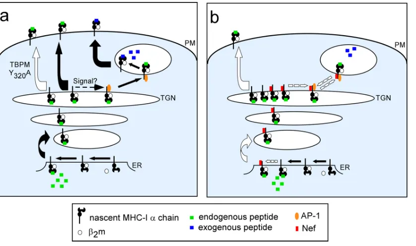 FIG 8 Model of cross-presentation. (a) A subset of MHC-I loaded with endogenous peptide in the ER undergoes a posttranslational modiﬁcation that allowsregulated binding to AP-1 in APCs