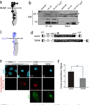 FIG 1 38 and 41 for vector and TBPM, respectively). **, P �320indicated MHC-I. Parental THP-1 cells were used as a negative control