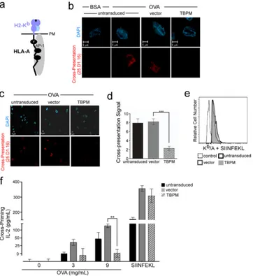 FIG 2 AP-1 is required for cross-presentation in human macrophages and for cross-priming of primary CD8(black)