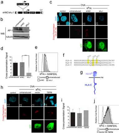 FIG 3 Silencing of AP-1 inhibits cross-presentation by MHC-I containing the conserved cytoplasmic tail tyrosine; AP-1 is not required for cross-presentation