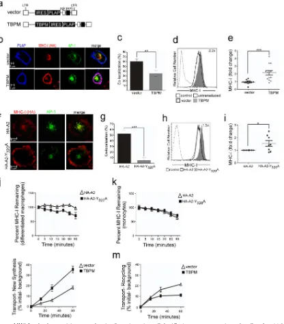 FIG 5 AP-1 targets MHC-I molecules containing a cytoplasmic tail tyrosine to intracellular AP-1THP-1 cells transduced with the indicated retroviral vector