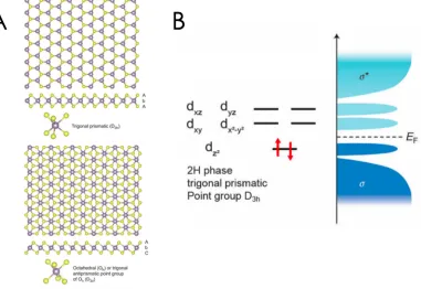 Figure 2.3: TMD band structures. A) TMD la�ce structures with two diﬀerent polymorphs